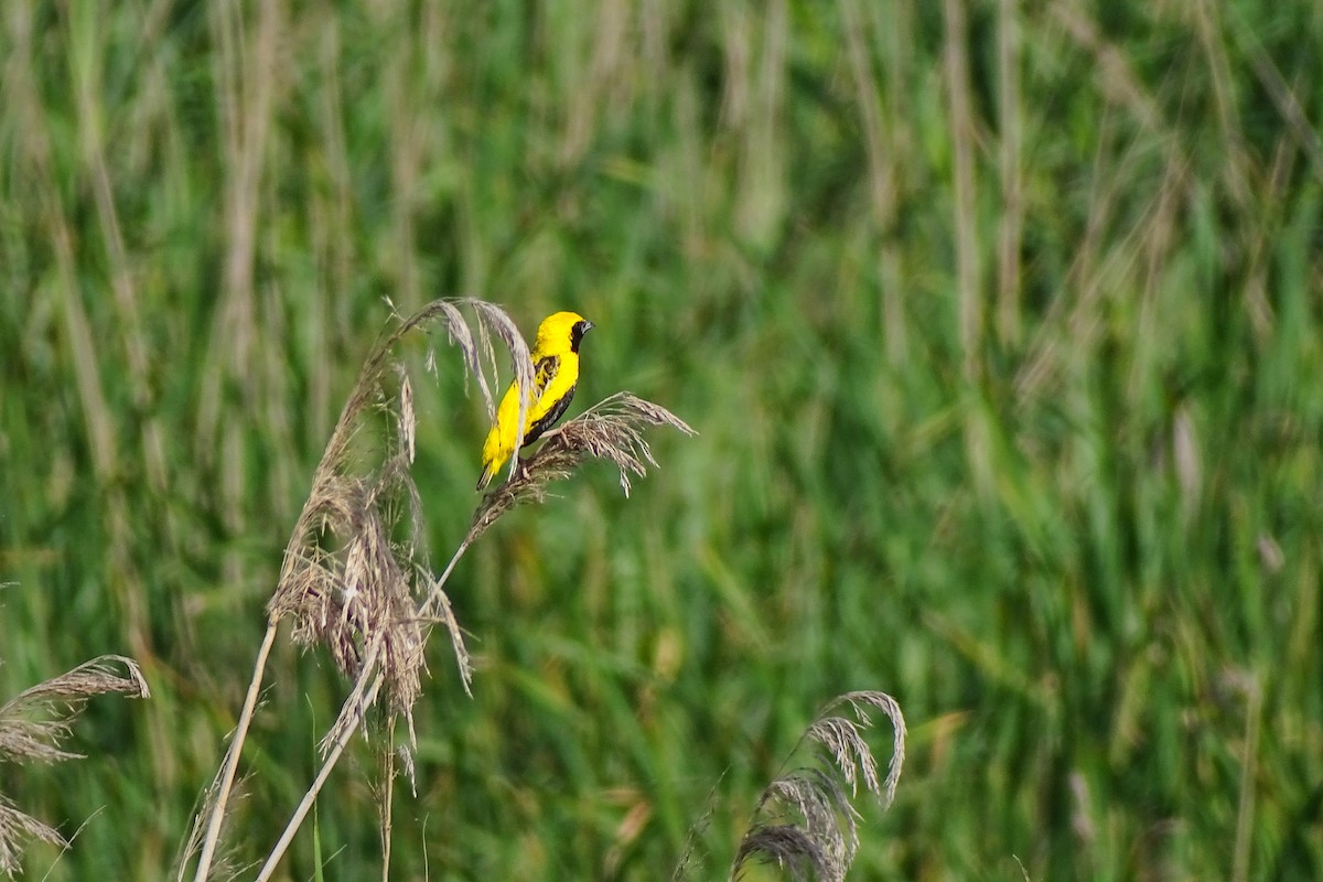Yellow-crowned Bishop - ML658226081