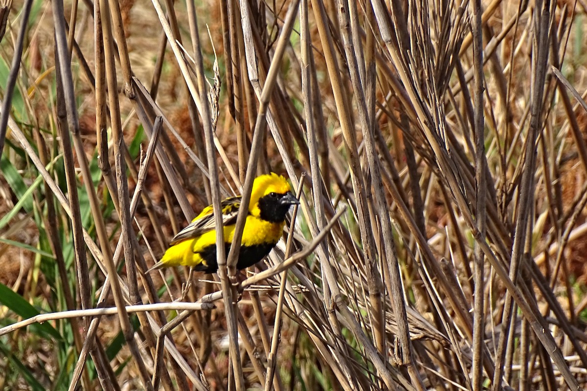 Yellow-crowned Bishop - ML658226082