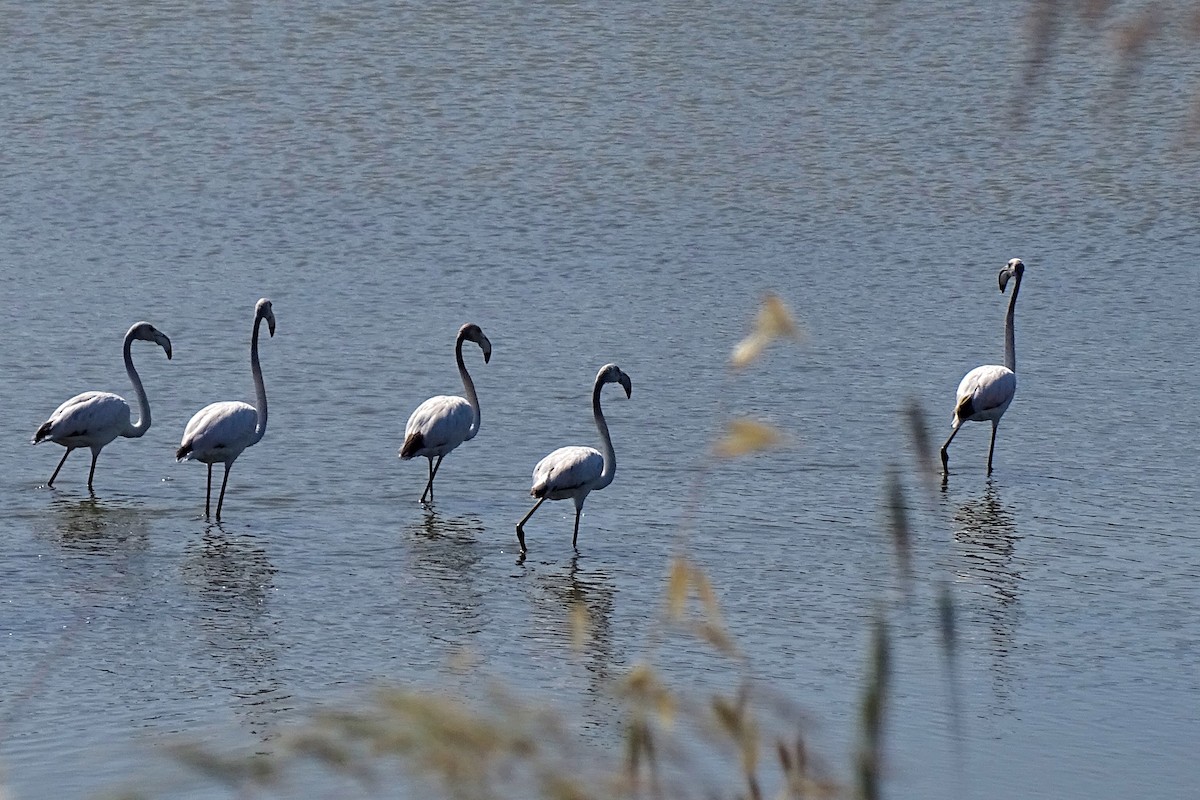 ヨーロッパフラミンゴ - ML658226275