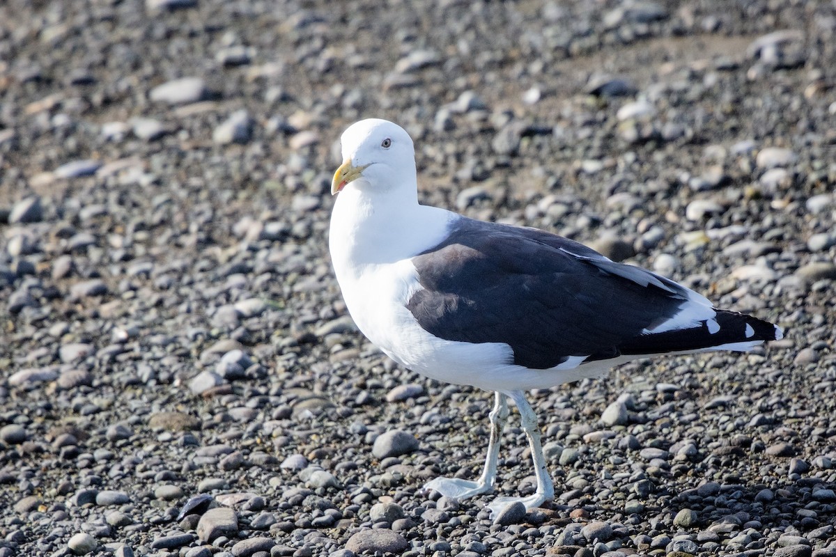 Kelp Gull - ML658226682