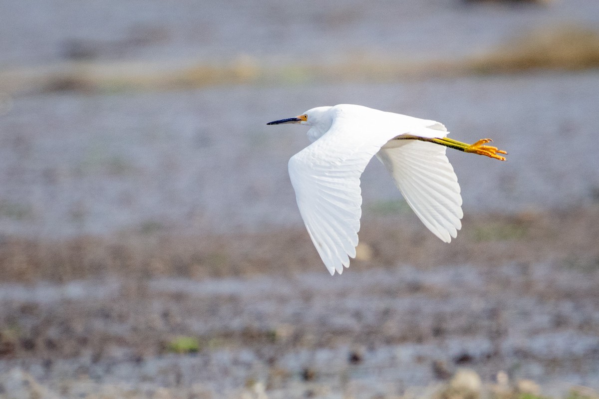 Snowy Egret - ML658226760