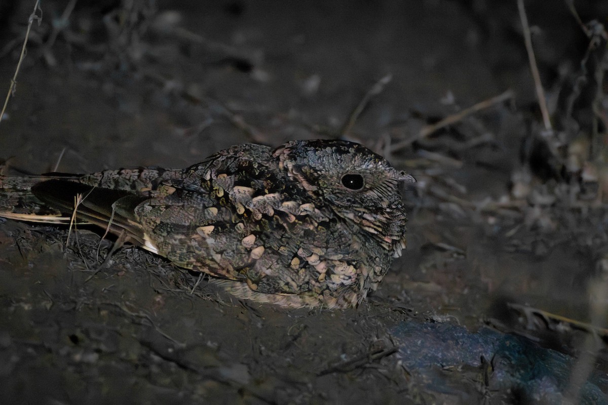 Band-winged Nightjar - ML658227328
