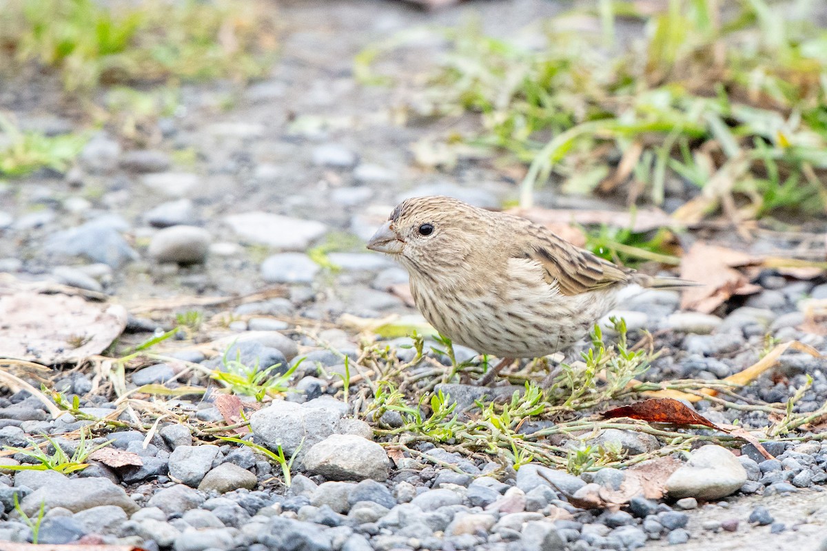 Saffron Finch - ML658228458