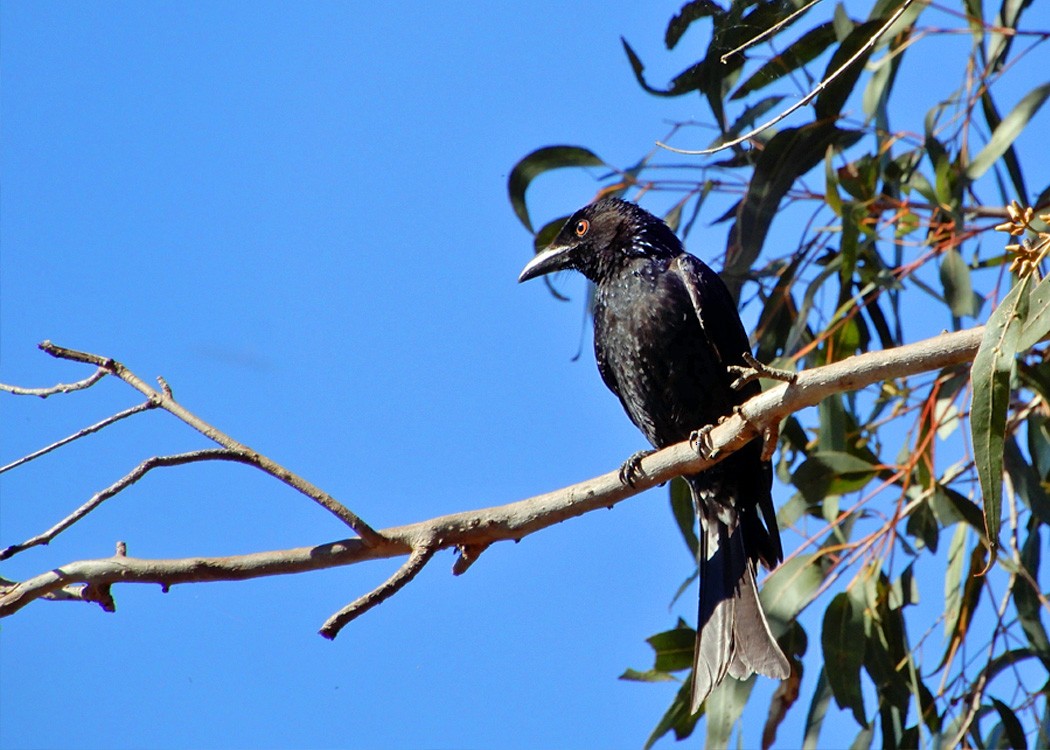 Spangled Drongo - Mark Thomson