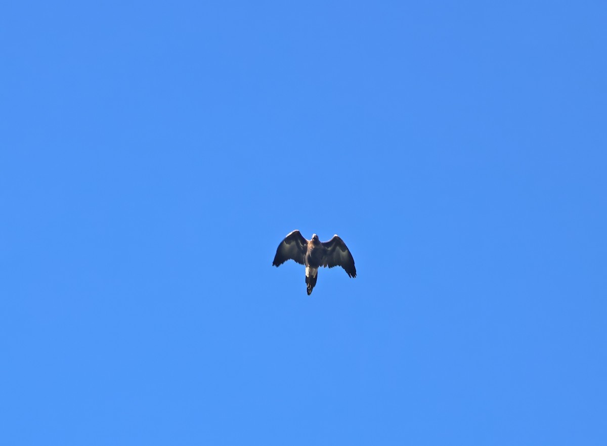 eBird Checklist - 21 May 2026 - 60 Maskell Ct, Draper (restricted ...