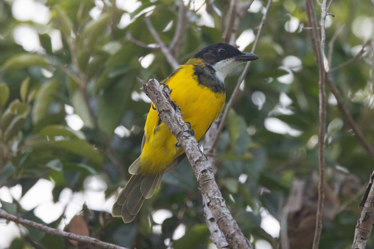 Vanuatu Whistler - ML658231690