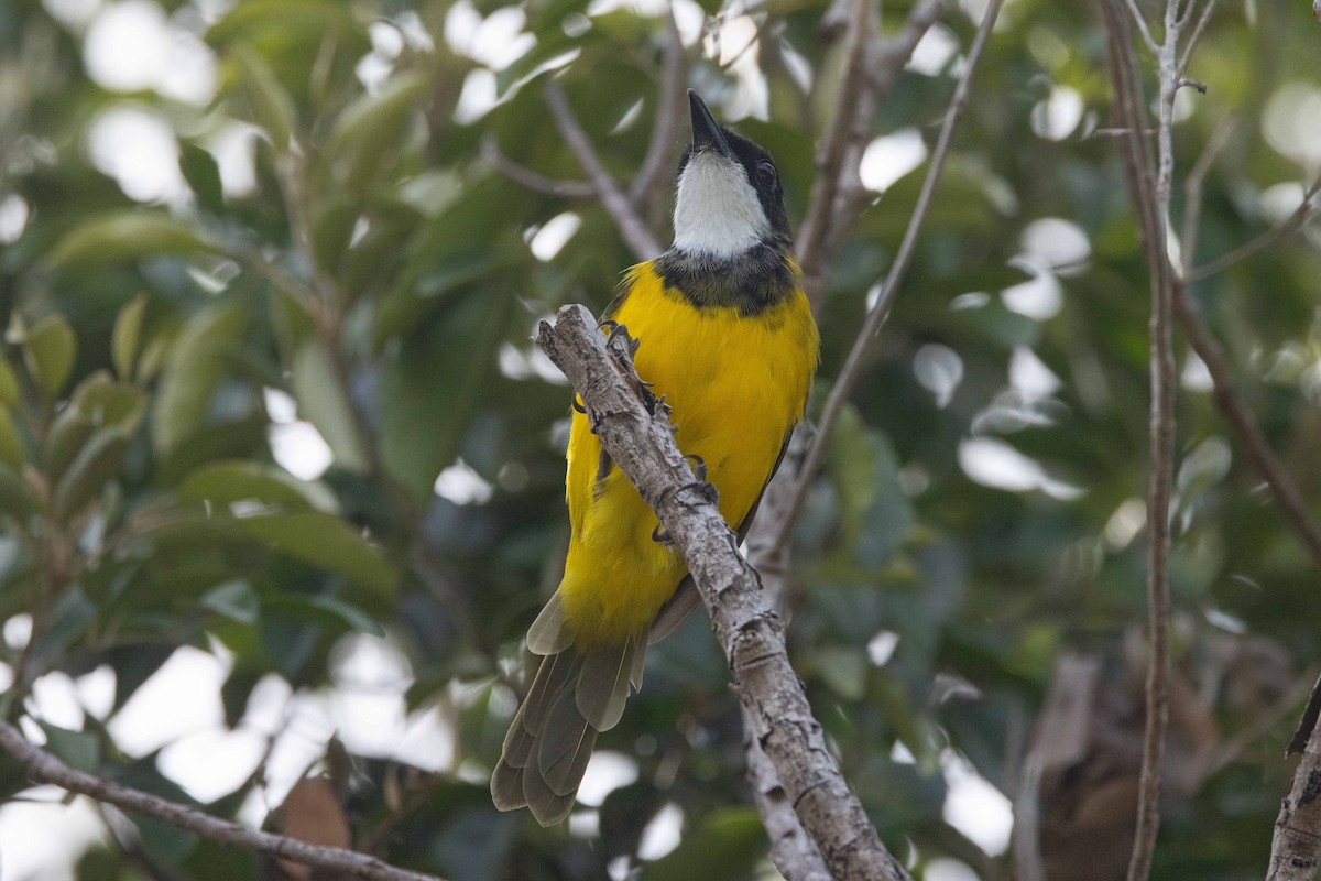 Vanuatu Whistler - ML658231691