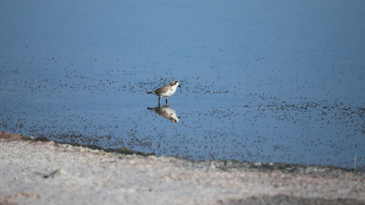 Puna Plover - ML658238483