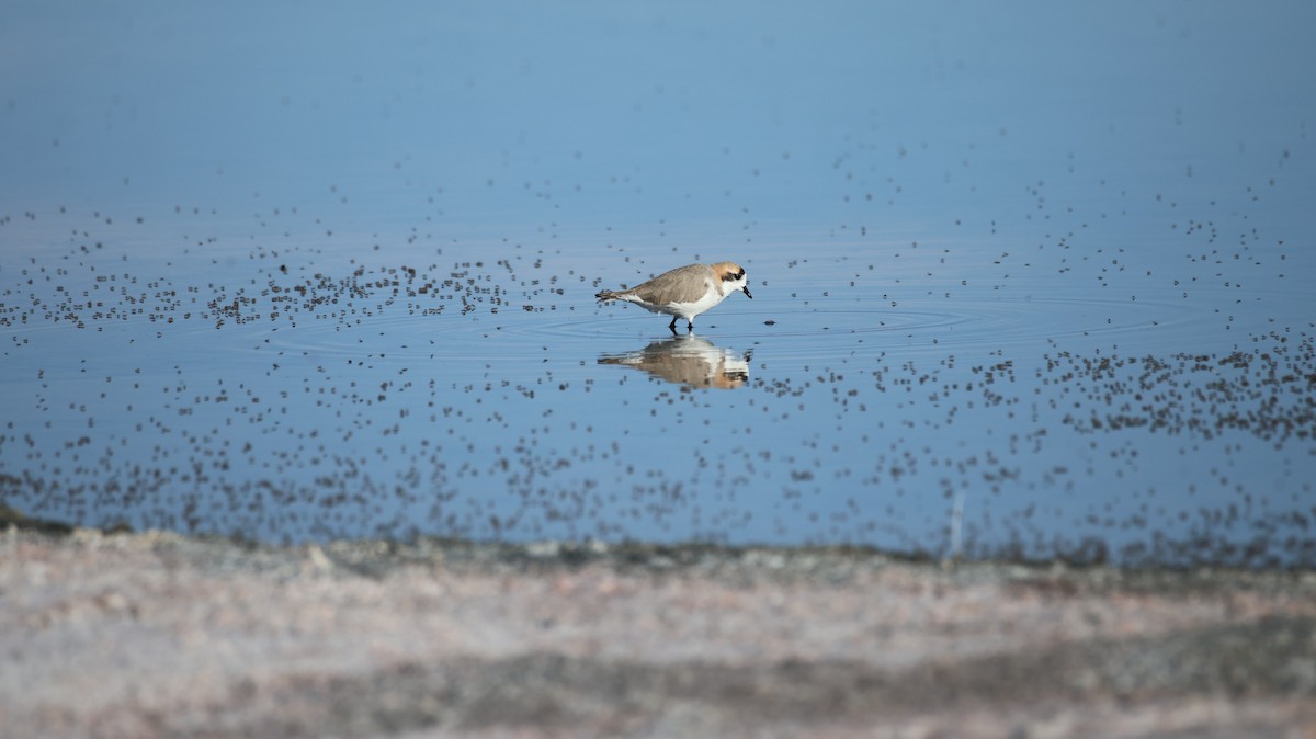 Puna Plover - ML658238503