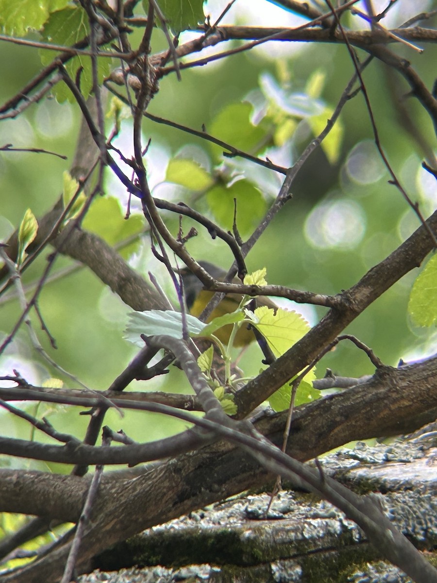 Mourning Warbler - ML658241956