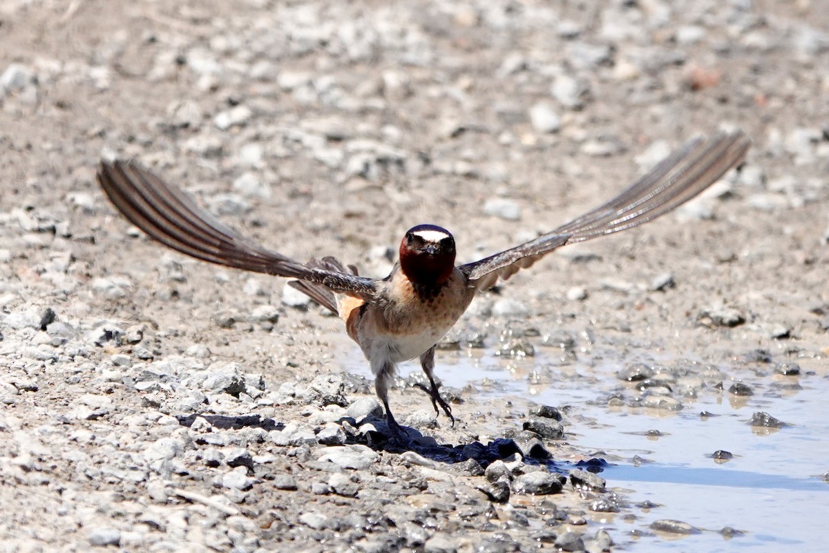 eBird Checklist - 21 May 2026 - Point Petre Provincial Wildlife Area ...