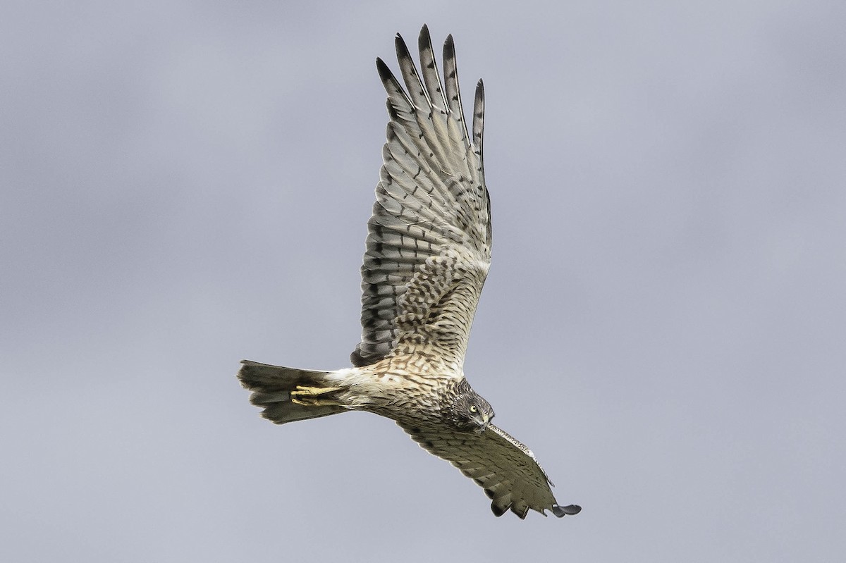 Swamp Harrier - Adam Fry