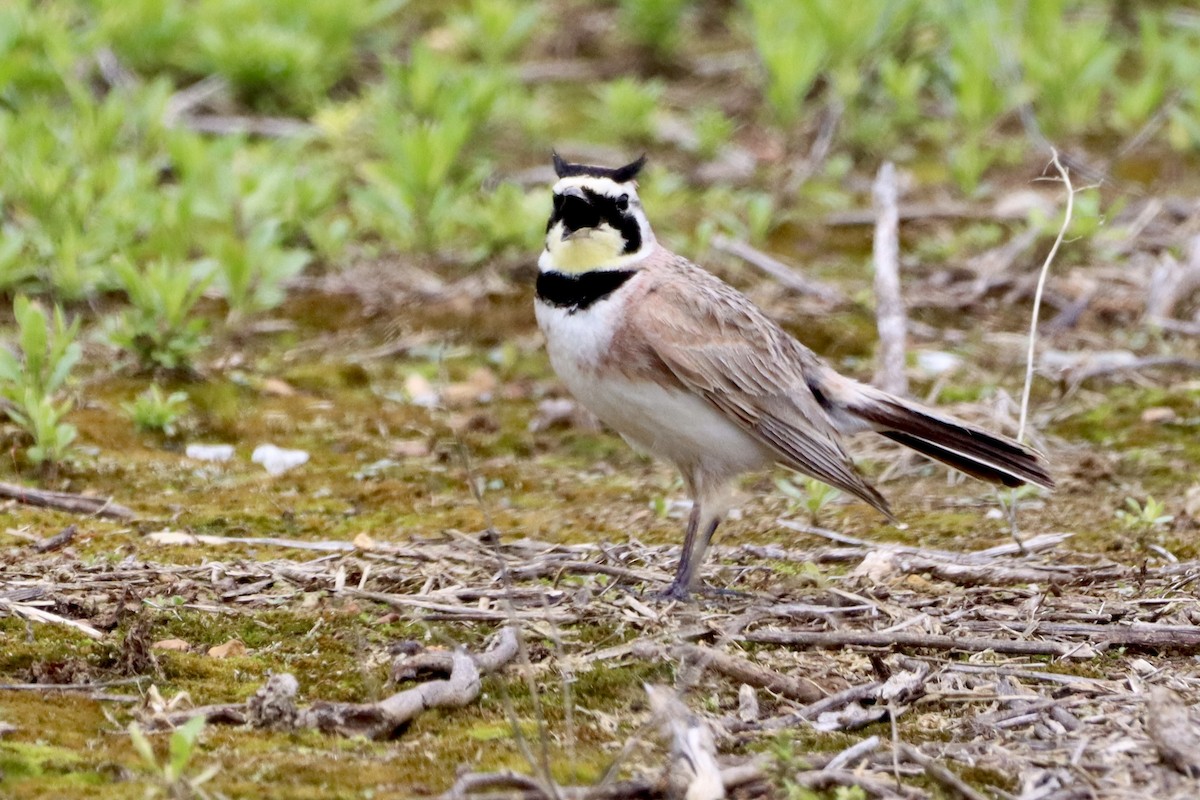 Horned Lark - ML658243597