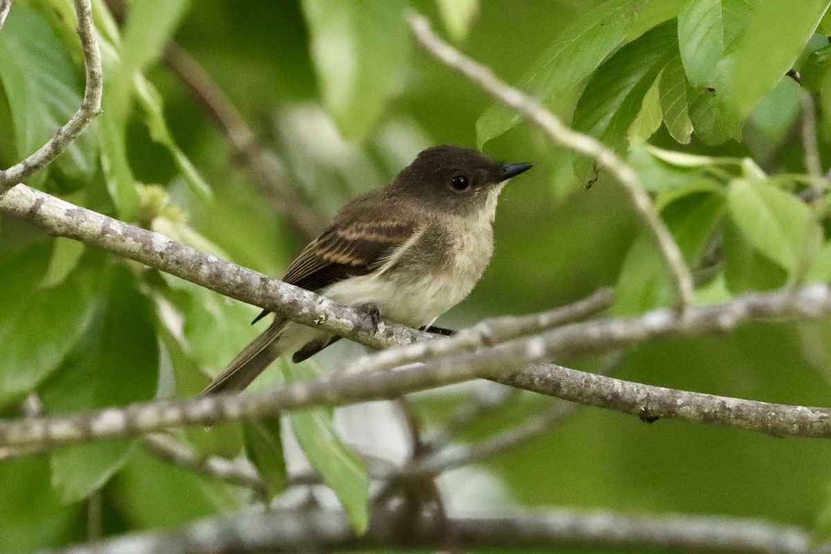 Eastern Phoebe - ML658243814