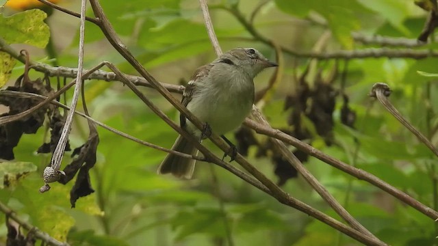 Mouse-colored Tyrannulet - ML658244509