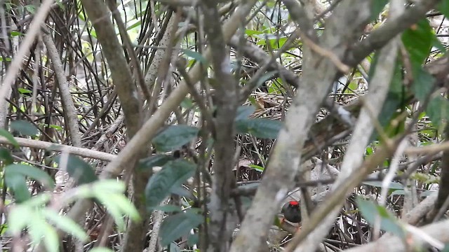 Lance-tailed Manakin - ML658244751