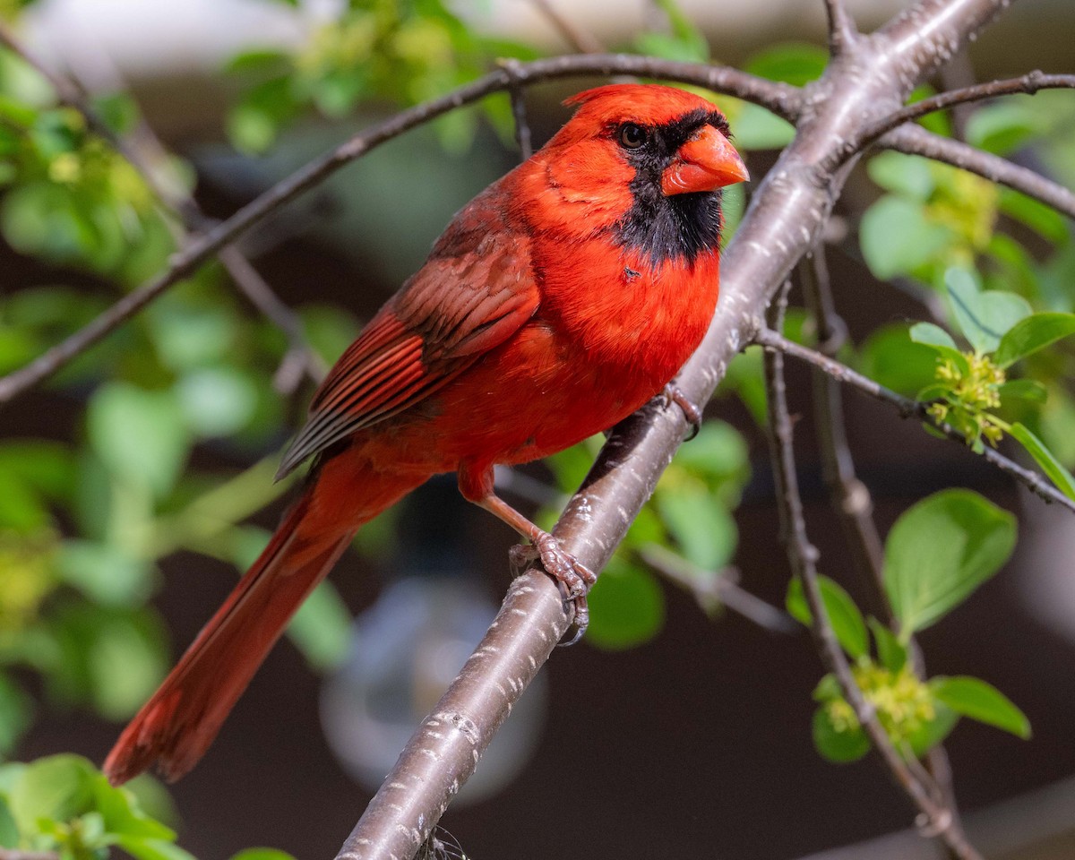 Cardinal rouge - ML658245373
