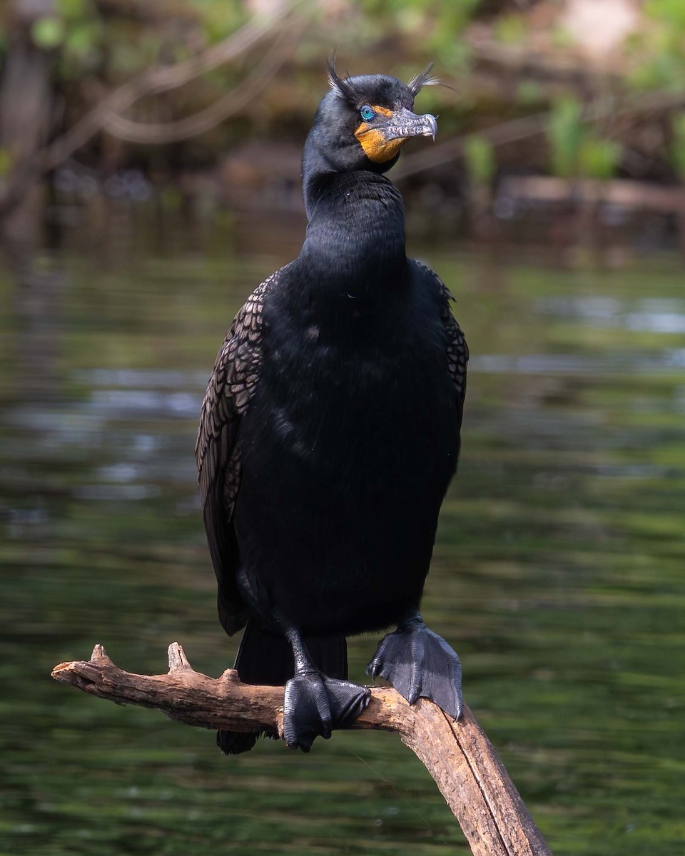 Cormoran à aigrettes - ML658245387