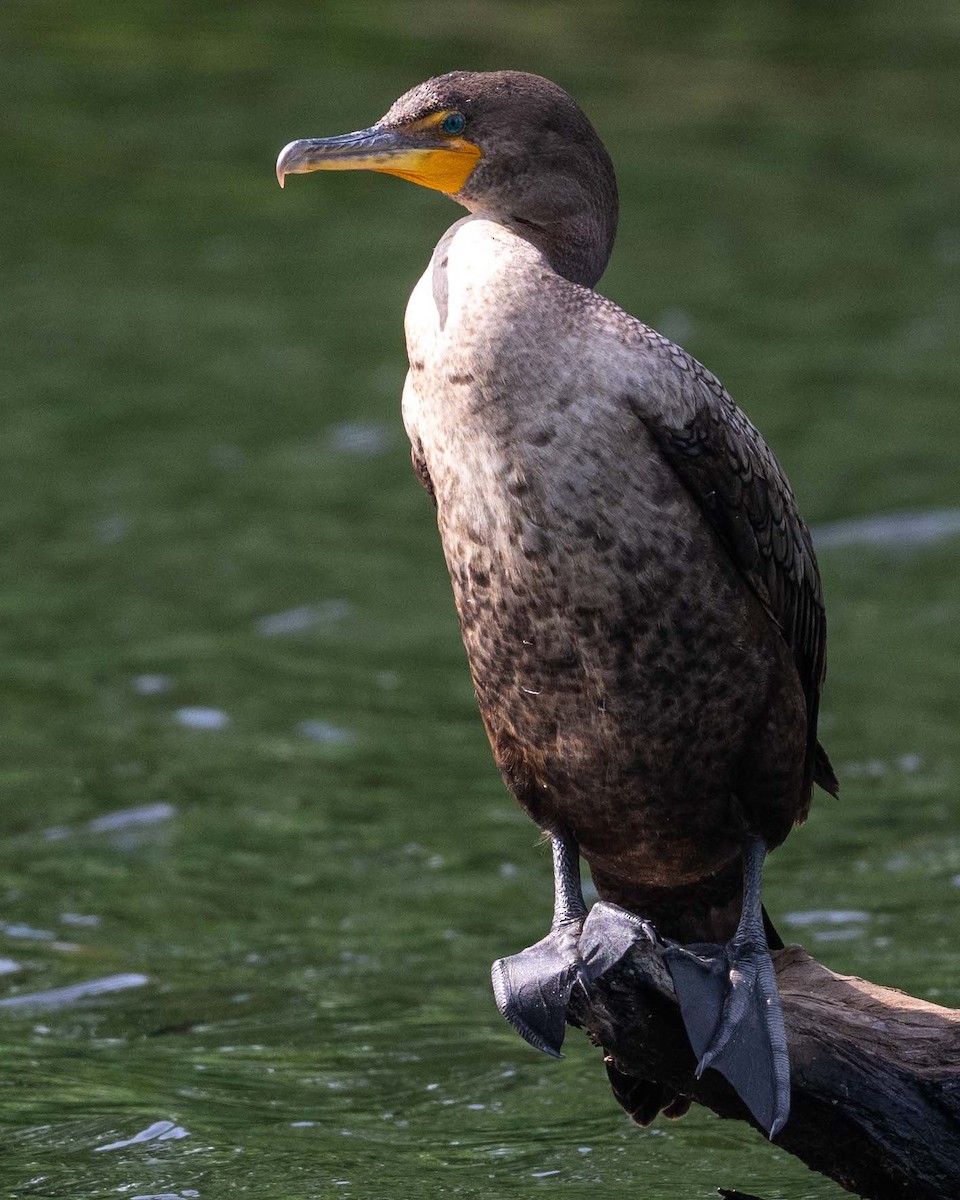 Cormoran à aigrettes - ML658245388
