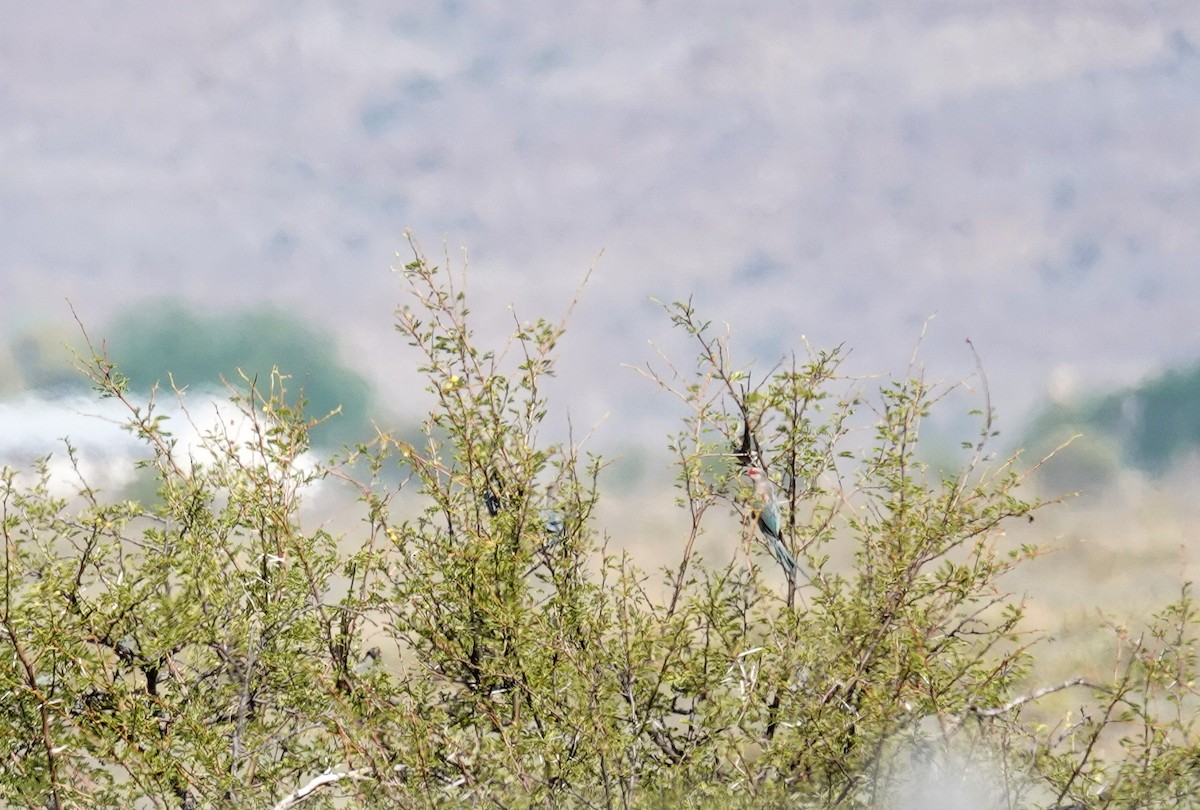 Red-faced Mousebird - ML658249101