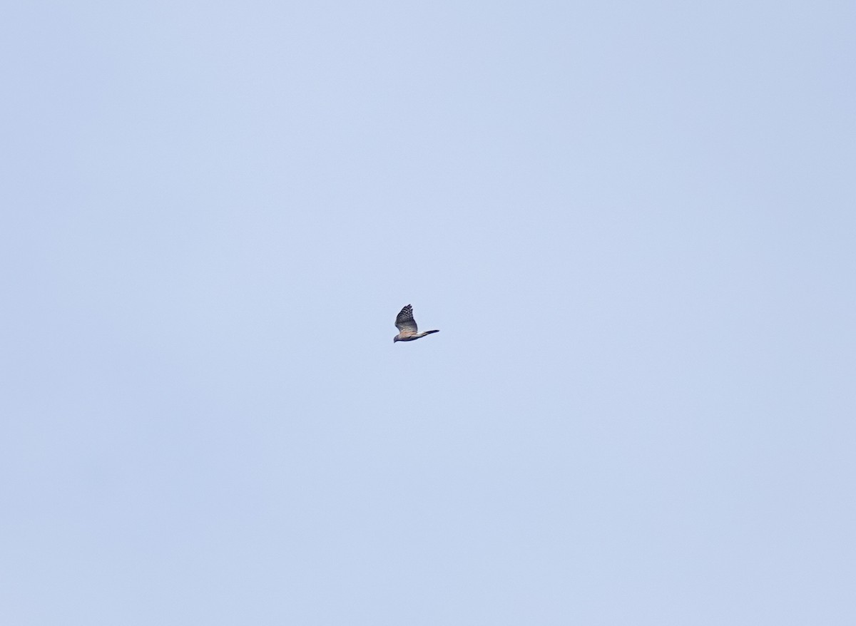 African Goshawk - ML658249754