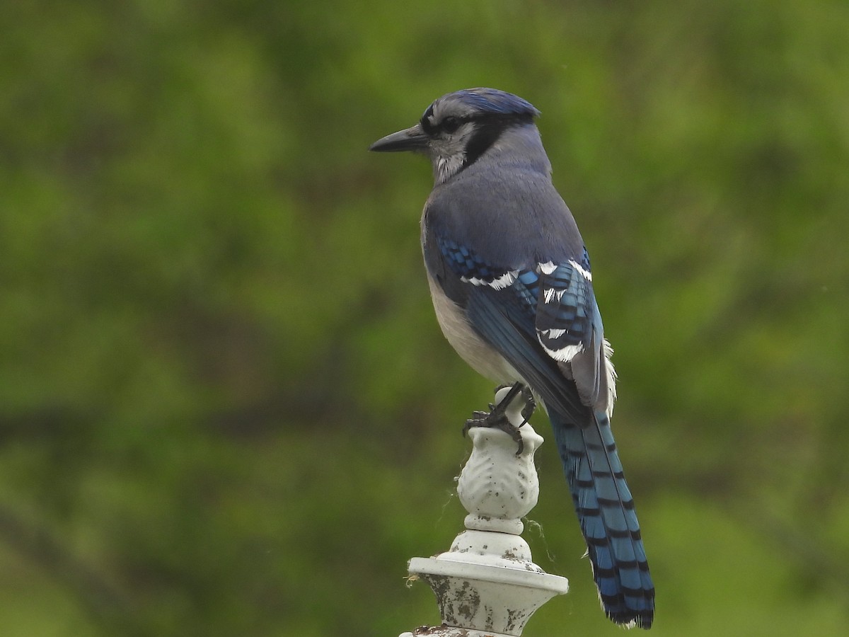 Blue Jay - ML658250361