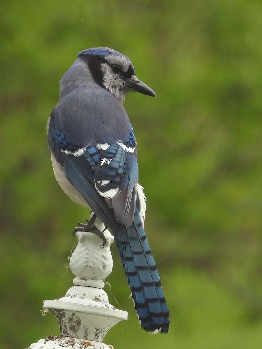 Blue Jay - ML658250369