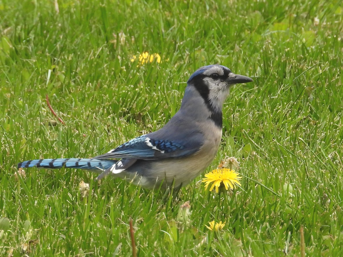 Blue Jay - ML658250372