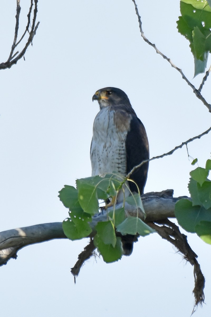 Short-tailed Hawk - ML658253339