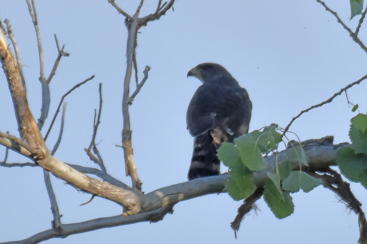 Short-tailed Hawk - ML658254834