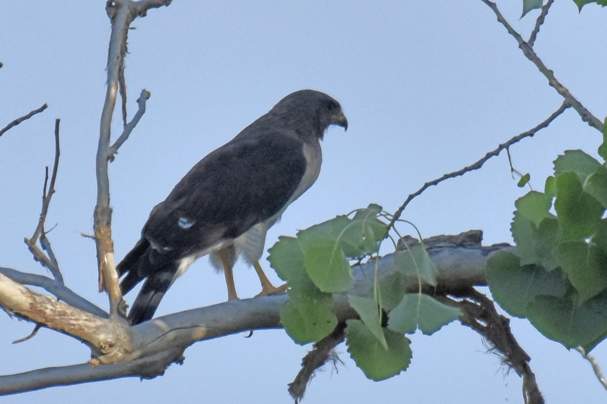 Short-tailed Hawk - ML658255358