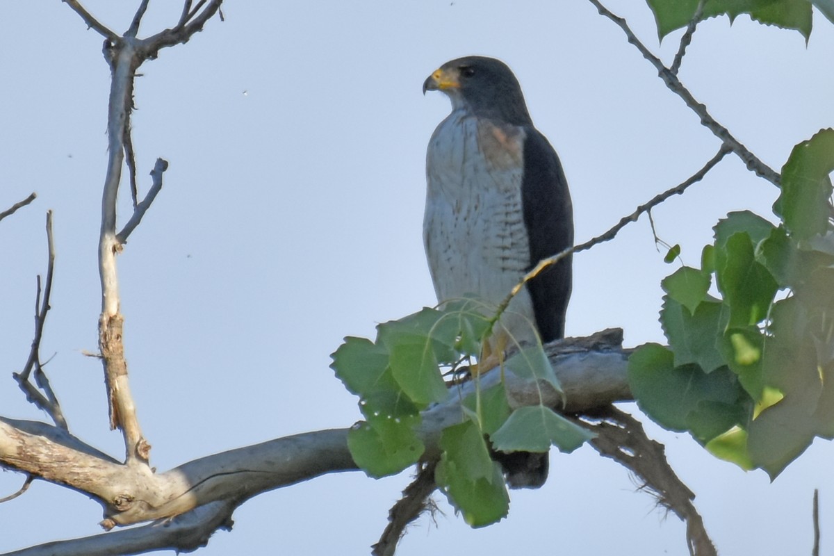 Short-tailed Hawk - ML658255517