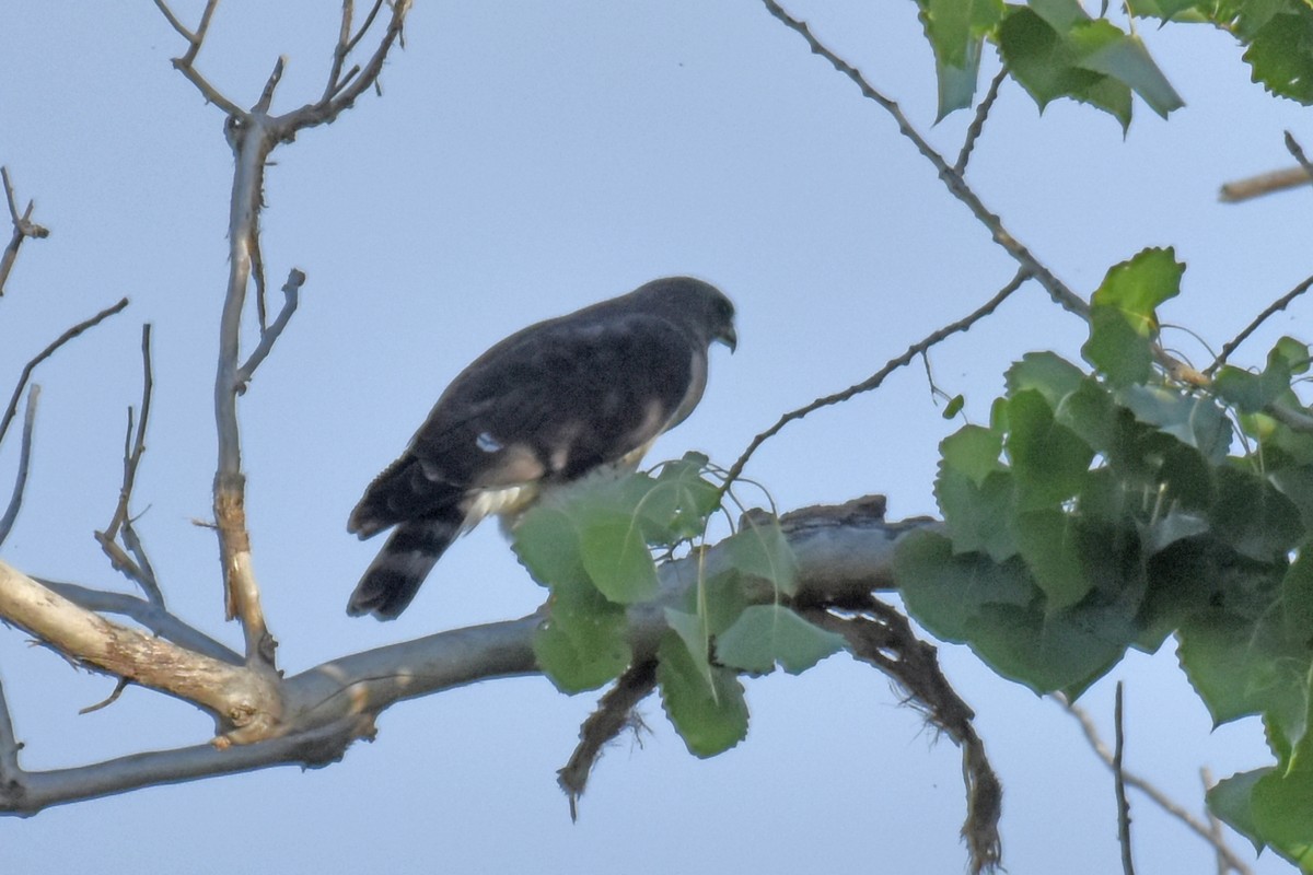 Short-tailed Hawk - ML658255549