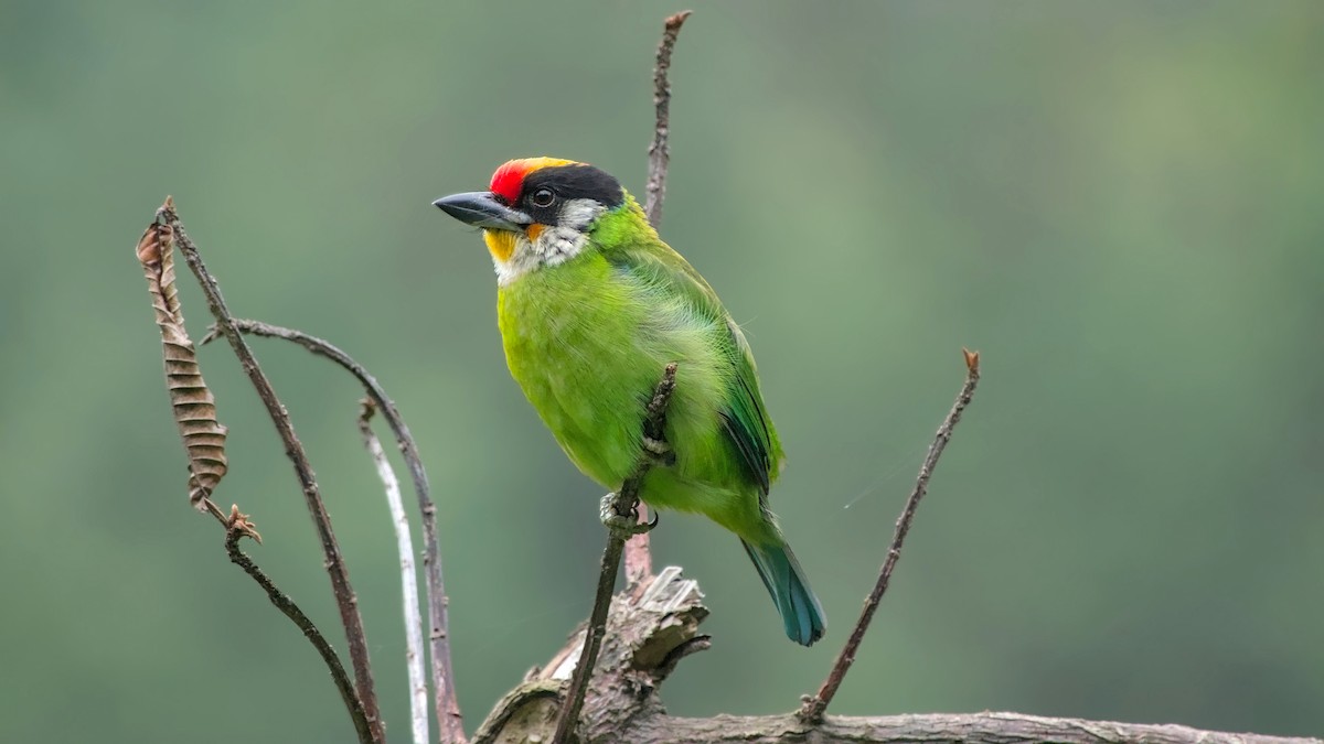 Golden-throated Barbet - ML658255768