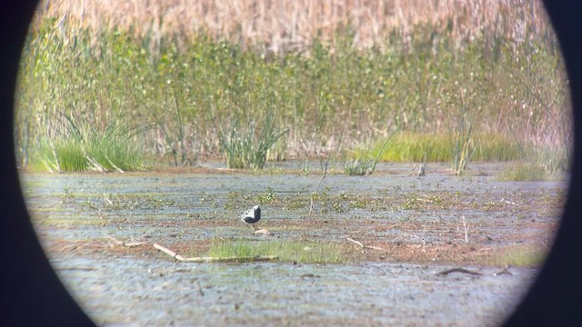 Black-bellied Plover - ML658256607