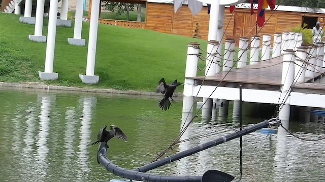 Neotropic Cormorant - ML658257243