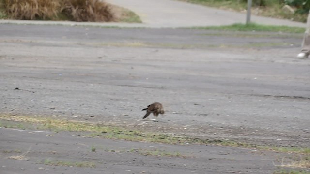 Yellow-headed Caracara - ML658257328