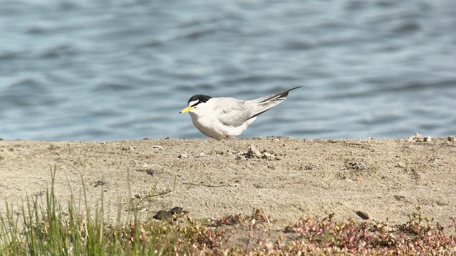 Least Tern - ML658257520