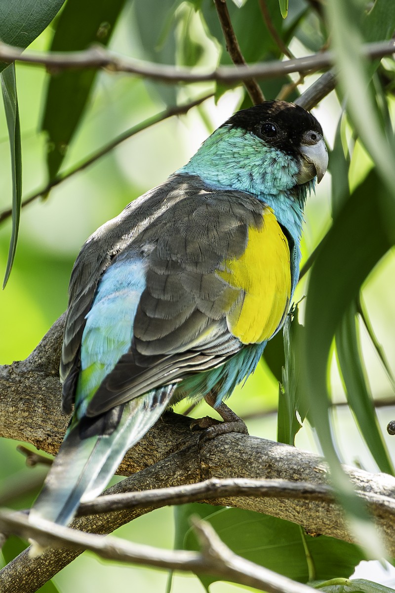 Hooded Parrot - ML658257525
