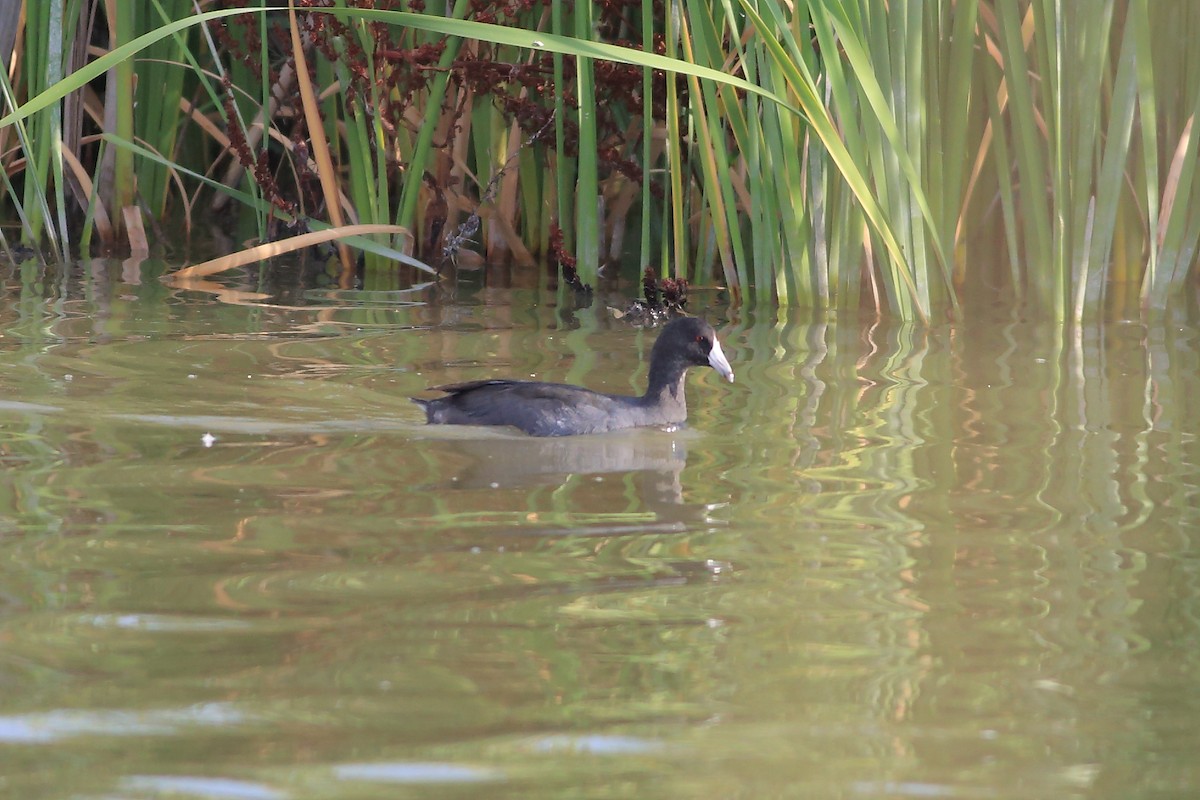 American Coot - ML65825791