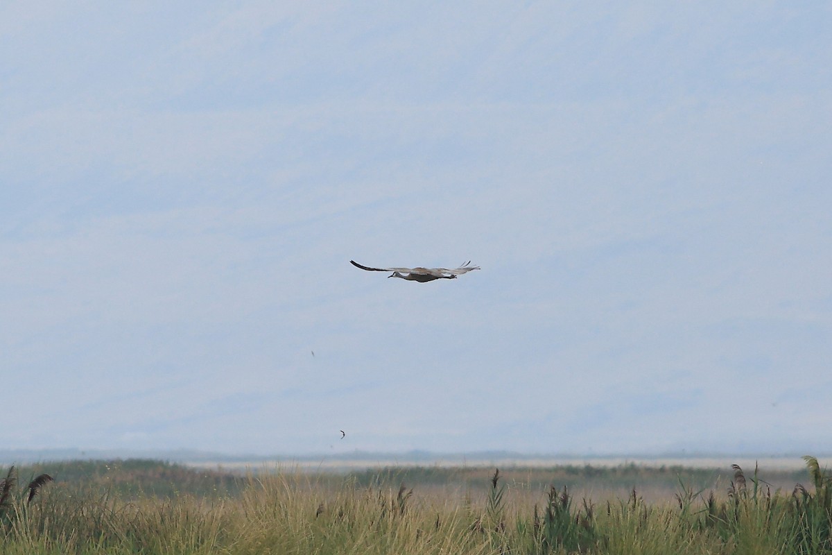 Sandhill Crane - John Mercer