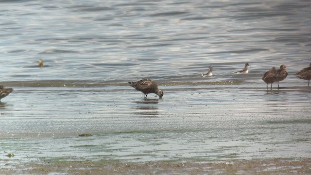 Hudsonian Godwit - ML658258224
