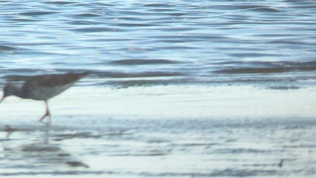 Greater Yellowlegs - ML658258389