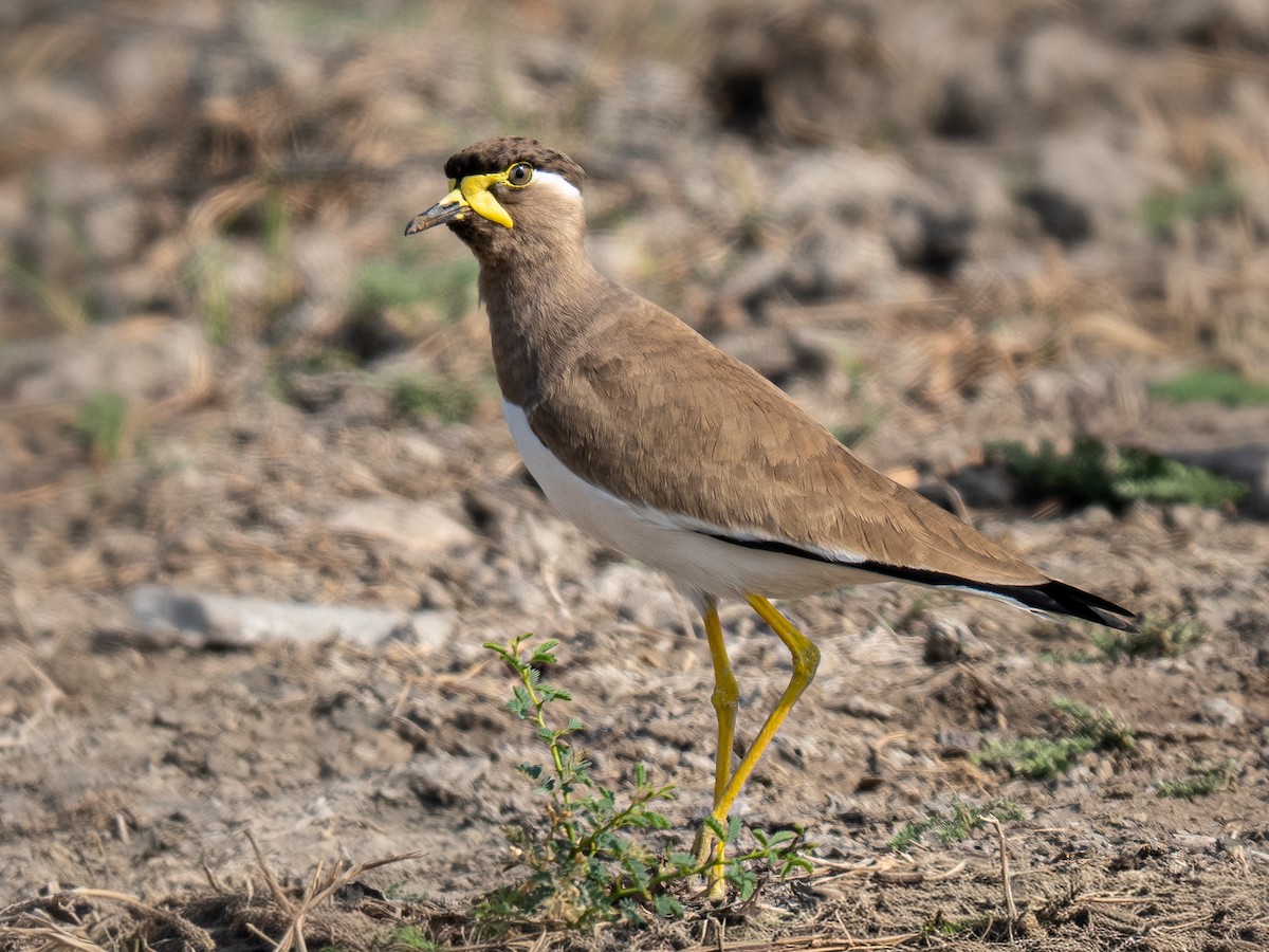 Yellow-wattled Lapwing - ML658258501