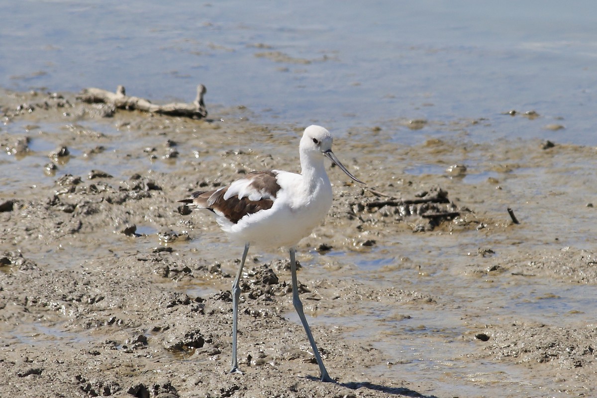 Avoceta Americana - ML65825861