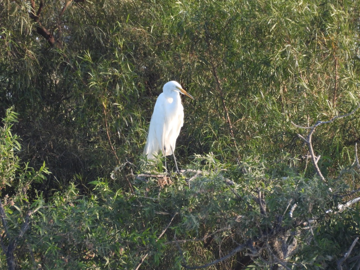 Great Egret - ML658259329