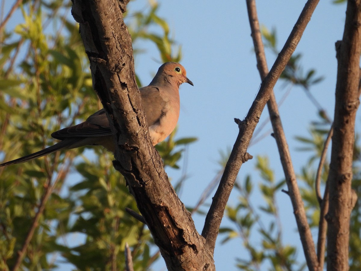 Mourning Dove - ML658259330