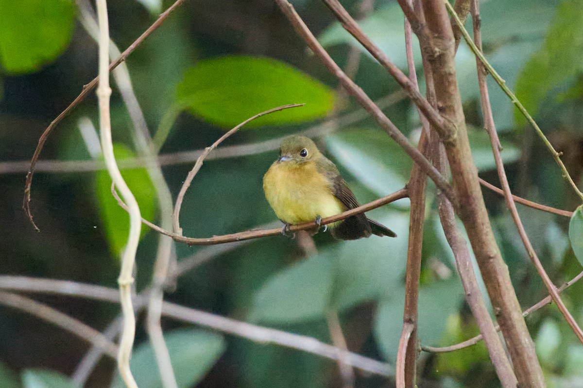 Whiskered Flycatcher - ML658259736