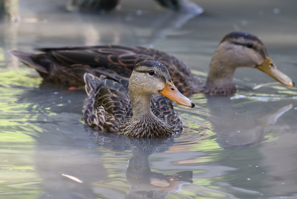 Canard brun - ML658259852