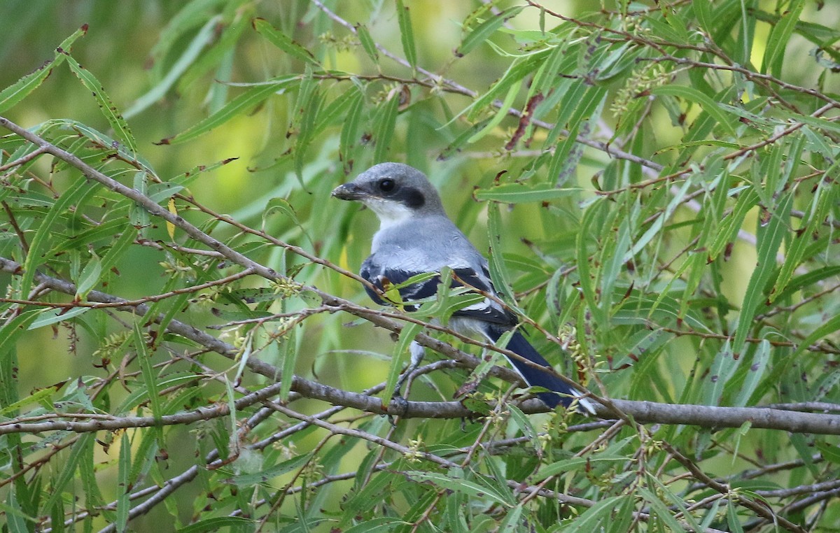 Pie-grièche migratrice - ML658259894